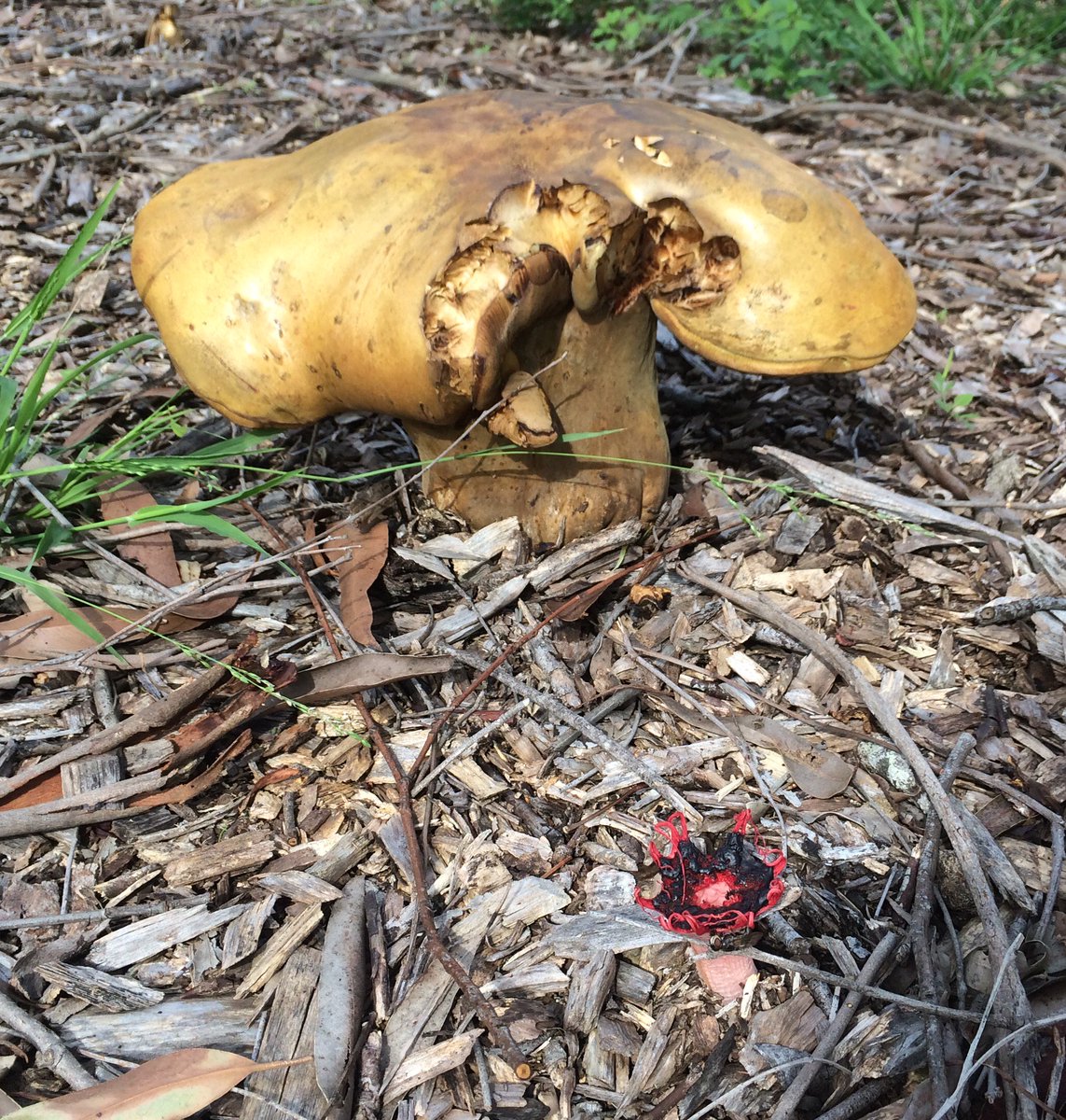 fawnaphlora's tweet photo. Bolete bonanza on Wahroonga NSW And a stinkhorn. Spot the shoe... #fungi #autumn #kuringai #nature #biodiversity https://t.co/EmW7lXDP4S