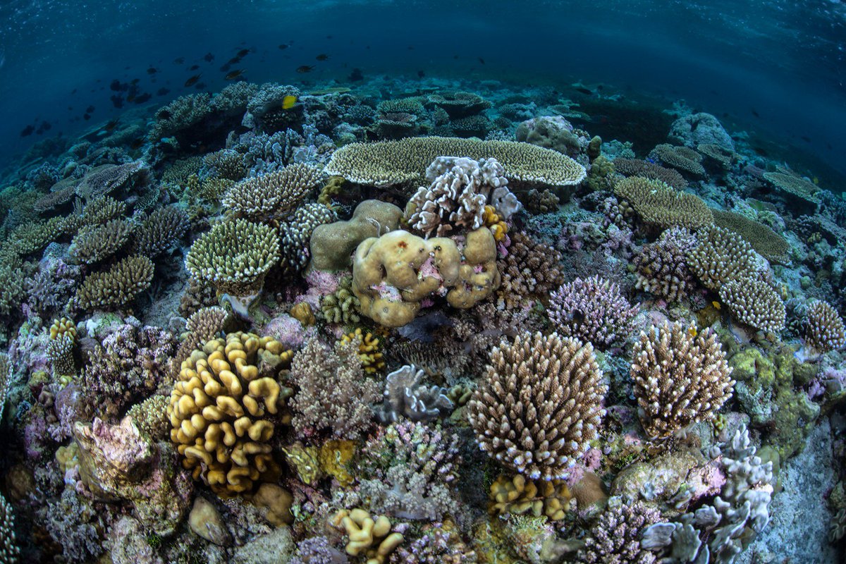 KemenPariwisata's tweet photo. Pagi sobat wisata.. Temukan keindahan bawah laut yg luar biasa hanya di Wangi-wangi Island, Wakatobi. info: @indtravel 
#PesonaIndonesia https://t.co/5gerTpsX7P