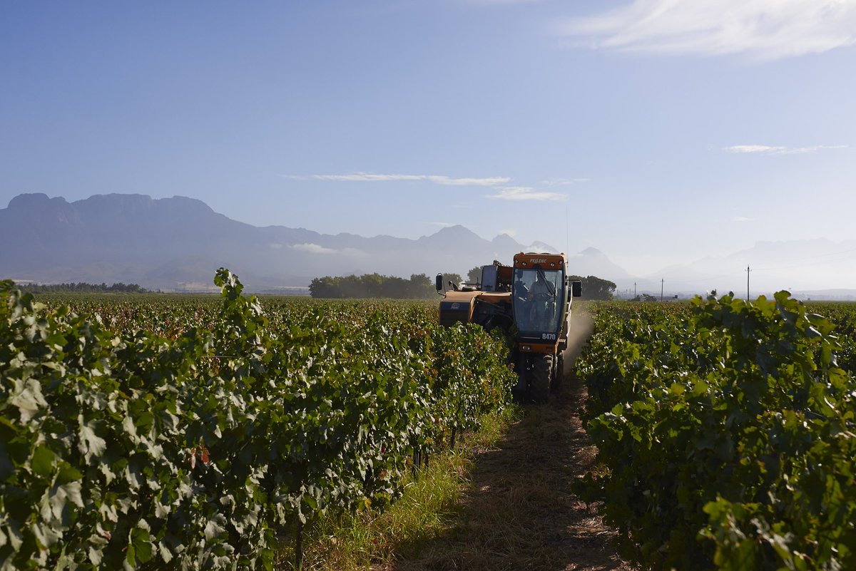 MerwidaWines's tweet photo. Monday - a new week with new challenges and a whole lot of grapes being harvested!
#2017Vintage #Merwida #Harvest2017 https://t.co/JzxvMnbsgY