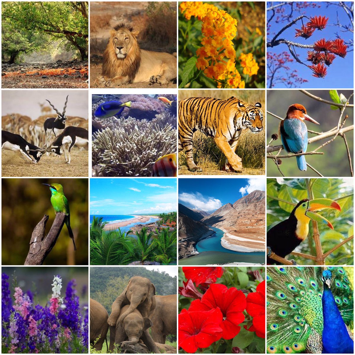 животные фильтраторы водные. прудовик и катушка. животные фильтраторы. множество животных. коллаж с животными.