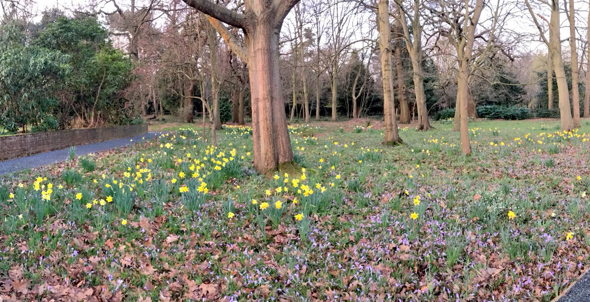 Lauratobin1's tweet photo. Spring's in the air @HavenHouseCH with daffodils &amp; crocuses in the sensory garden donated by the local rotary club @RotaryGBI  #Purple4Polio https://t.co/XYeuPqnGi8
