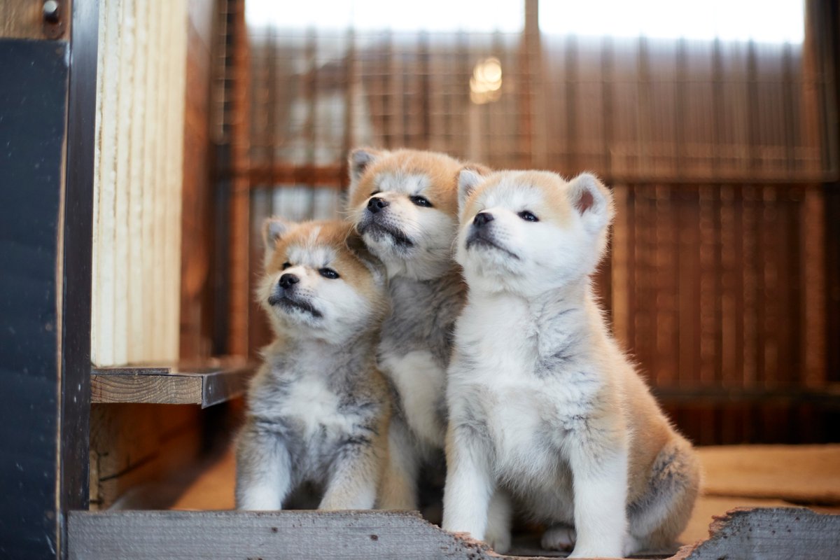 あきたびじょん Twitterren なんだかもう かわいいっ めんこいっ めんちょこっ そんなコトバしか出てこない仔犬たち 今夜も癒やしの秋田犬 今夜の秋田犬 あきたびじょん 秋田犬 秋田 秋田県 Akitavision Akita 今夜の秋田犬 仔犬 子犬 T Co