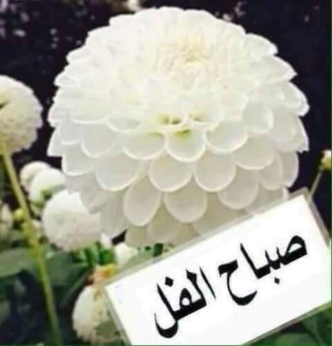 GeorgeS35046366's tweet photo. صباح الفل عليكم جميعاً ياأصدقائى الغاللين https://t.co/dBPWC0nb4k
