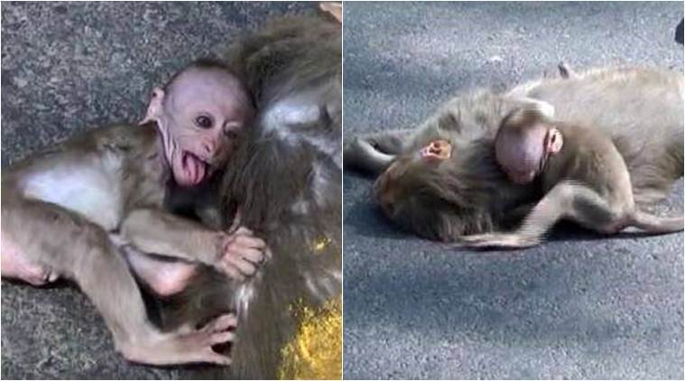 CODEDTWEET's tweet photo. Watch: Heartbreaking video of a baby monkey hugging and weeping over its dead mother’s body… https://t.co/g1lFfl52OC https://t.co/DRfMo0PUqY