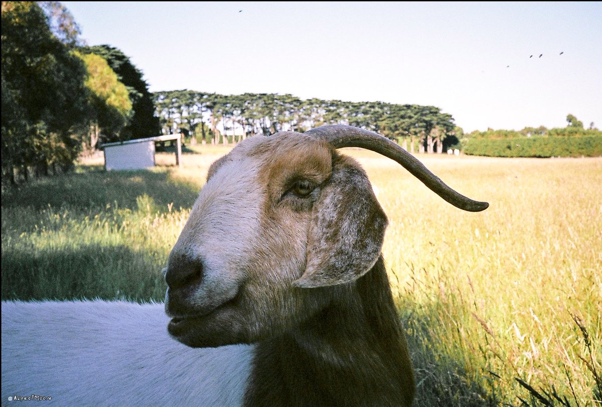 AspectMoon's tweet photo. The goat has nothing and is happy. Be the happy goat. #enlightenmentart #aspectmoon https://t.co/QTiyZkwA9n