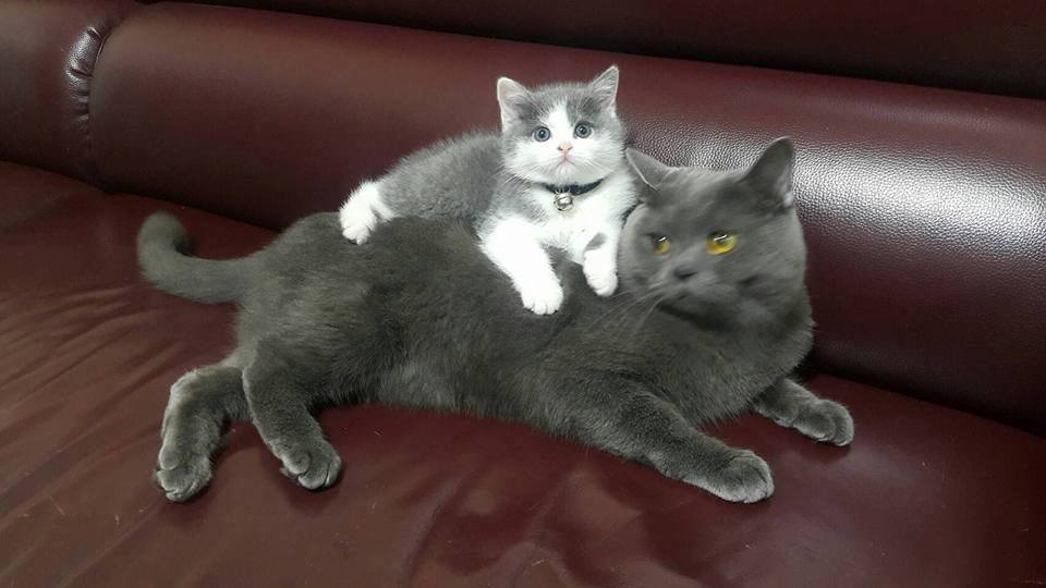 C6yqvC3VoAA-u_9.jpg:large