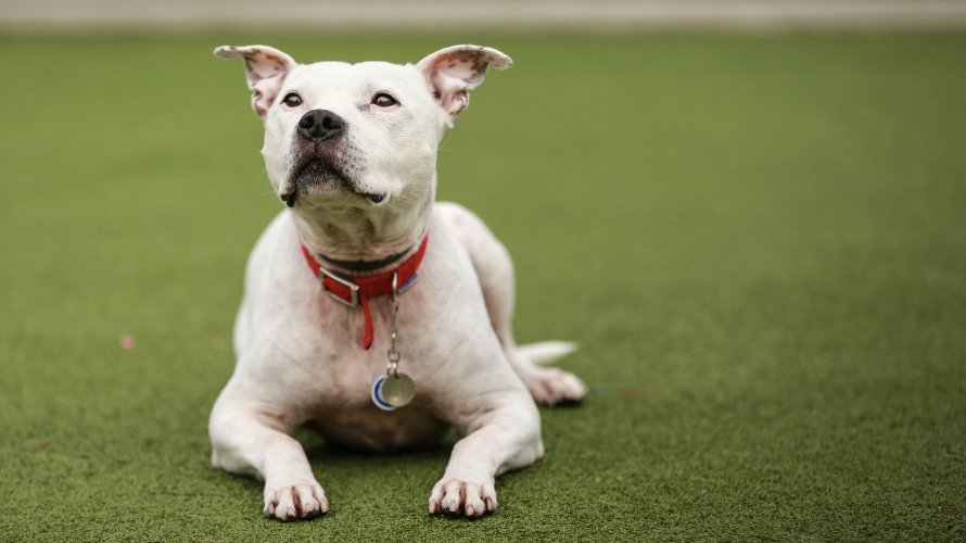 Battersea_'s tweet photo. We're super motivated to find handsome 12-year-old #Staffie Buster the perfect furr-ever home. https://t.co/e2ZvASmlQ5

#mondaymotivation 🐶😀 https://t.co/e9Ow7OCqqz