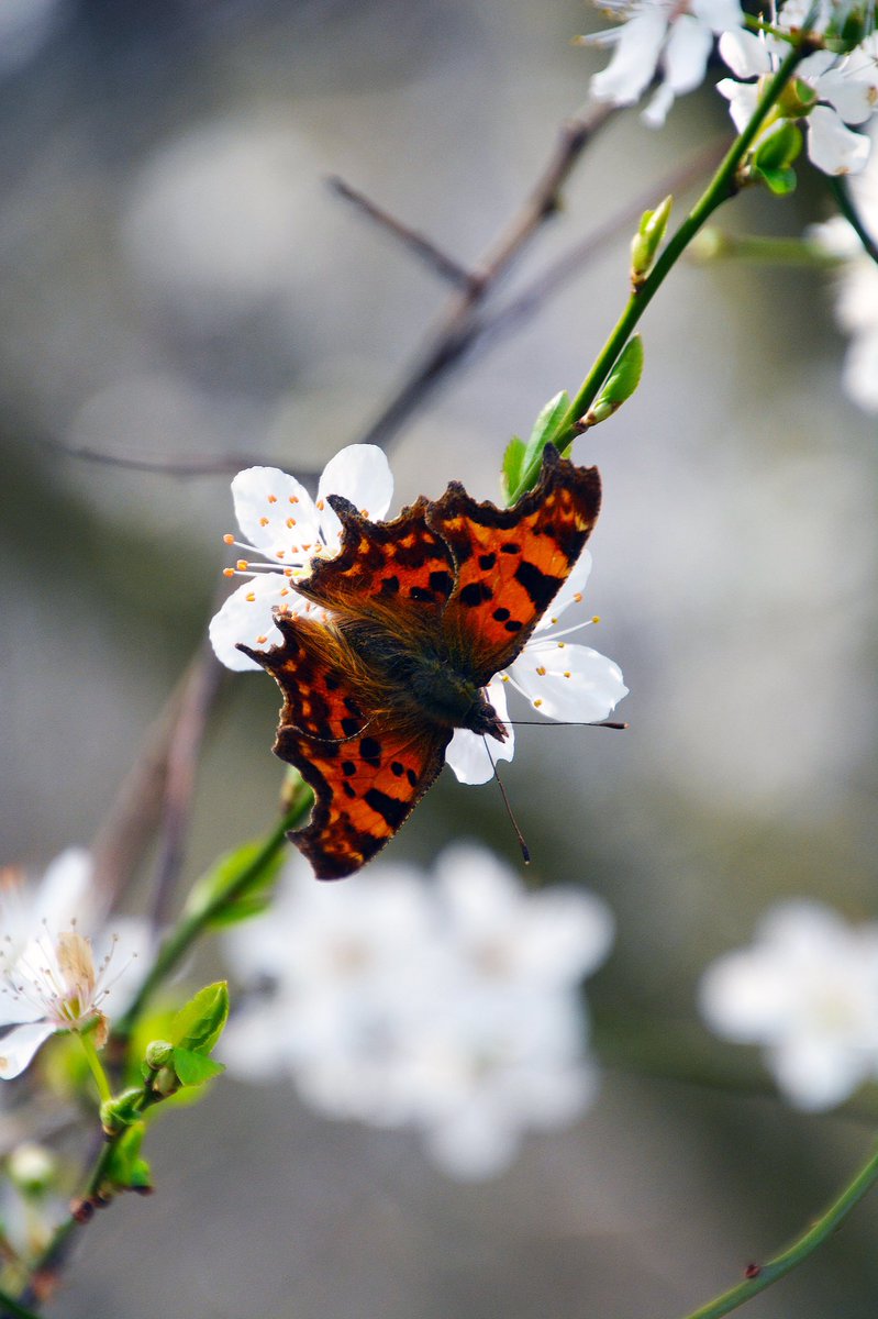 Taken in Sittingbourne on Saturday  @BBCSpringwatch @WildlifeMag @iNatureUK @NatureUK @savebutterflies @Saving_Nature @SWildli #KentNature