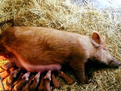 Feeding time! New piglets born this weekend at The Children's Farm. Come and visit soon while they are still tiny.