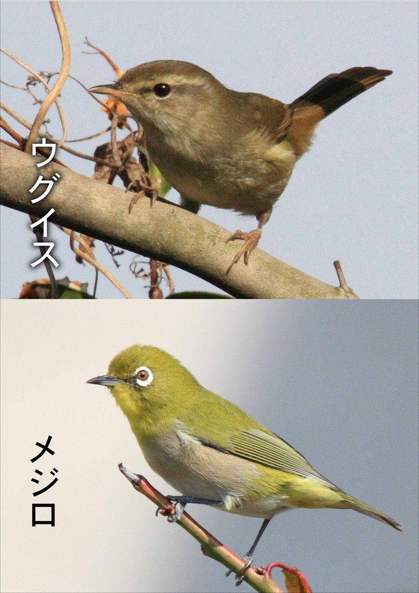 片柳弘史 Twitterissa この季節 うっかり間違われてしまいがちなウグイス とメジロ 写真で比べてみましょう 眉毛がはっきりしている 地味な色の鳥がウグイス 目の周りが白くて 鶯色をしているのがメジロです O