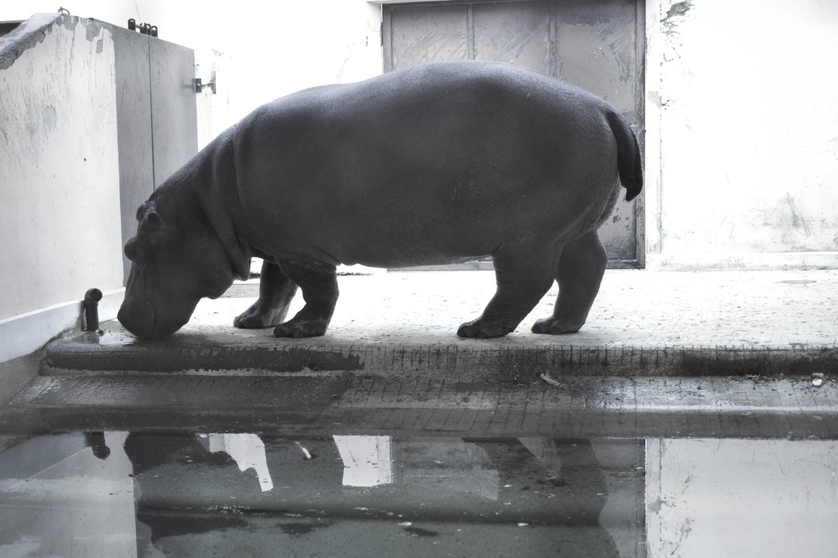 恵二郎 Sur Twitter カバかわいい Hippopotamusだよ ひぽたんだよかわいい カバと一緒にお昼寝したい 背中乗りたい かわいい 1枚目は姫路動物園 ２枚目は上野動物園のコビトカバ ３枚目は上野動物園のジローちゃん ジローちゃんいつも寝てるかわいい