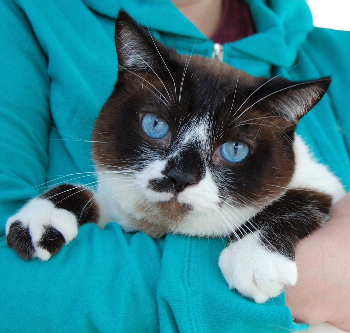 NevadaSPCA's tweet photo. Please take 2 seconds to vote for Pepe, a rescued #Snowshoe competing in the nationwide Tournament of Tails matchup!
https://t.co/mdTwfdwBtO https://t.co/VQcoQt2xwM