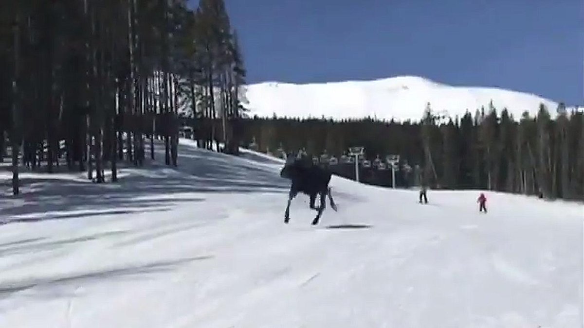 weathernetwork's tweet image. WATCH: Moose runs alongside a group of snowboarders down ski resort mountain ow.ly/r77M309R8Od