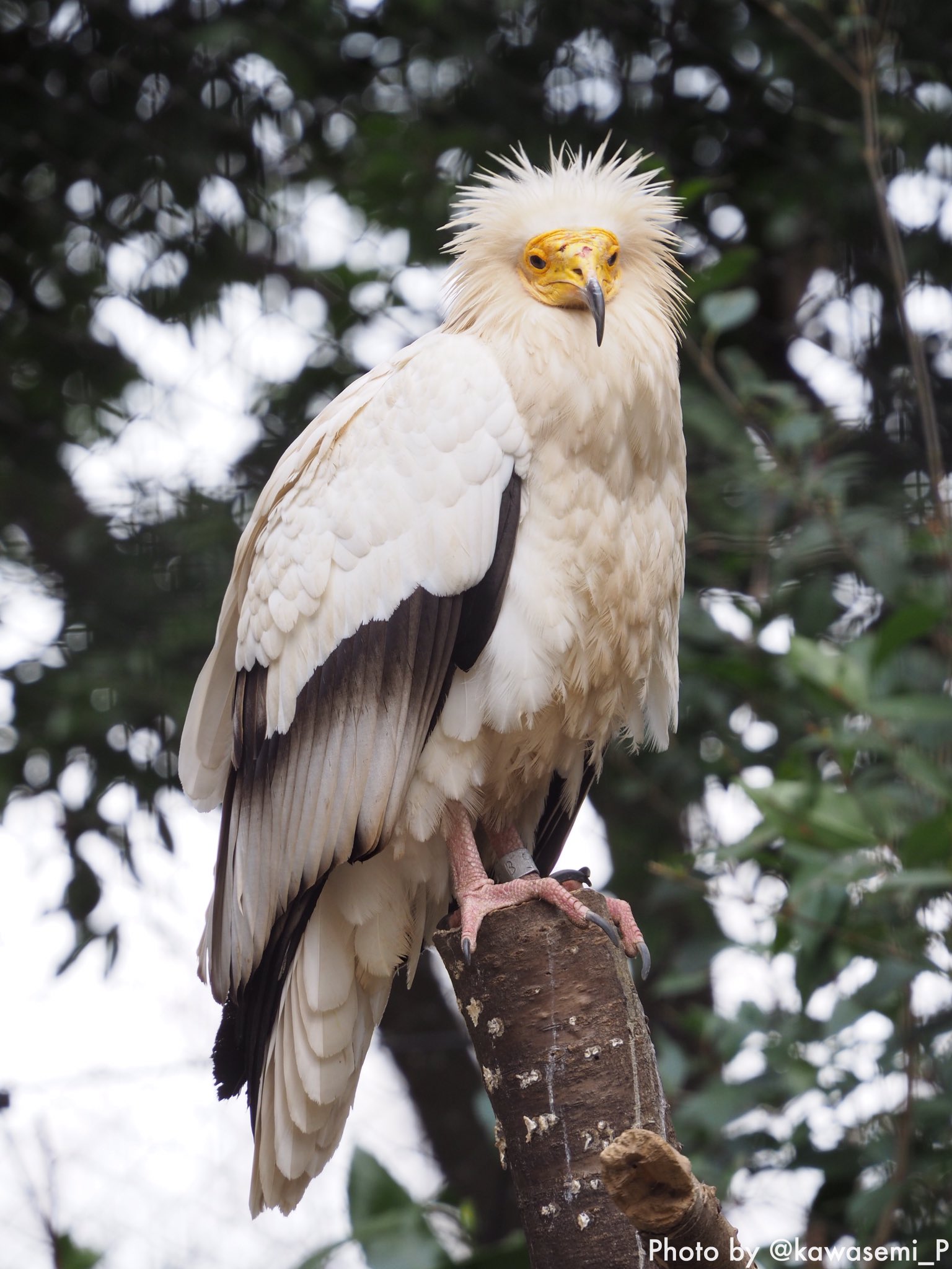 かわせみp エジプトハゲワシさん 神の使者として崇められていただけあるこの風格 エジプトハゲワシ Egyptianvulture 千葉市動物公園 17年2月