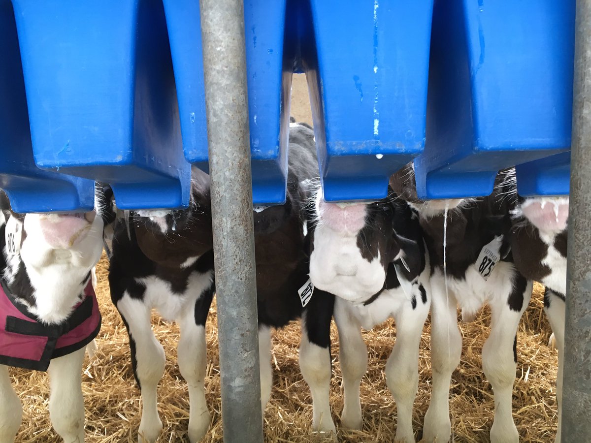 breakfast time 🐮🍼 <a href="/OntAg/">Farms.com Ontario</a> <a href="/HolsteinCanada/">Holstein Canada</a> #farm365