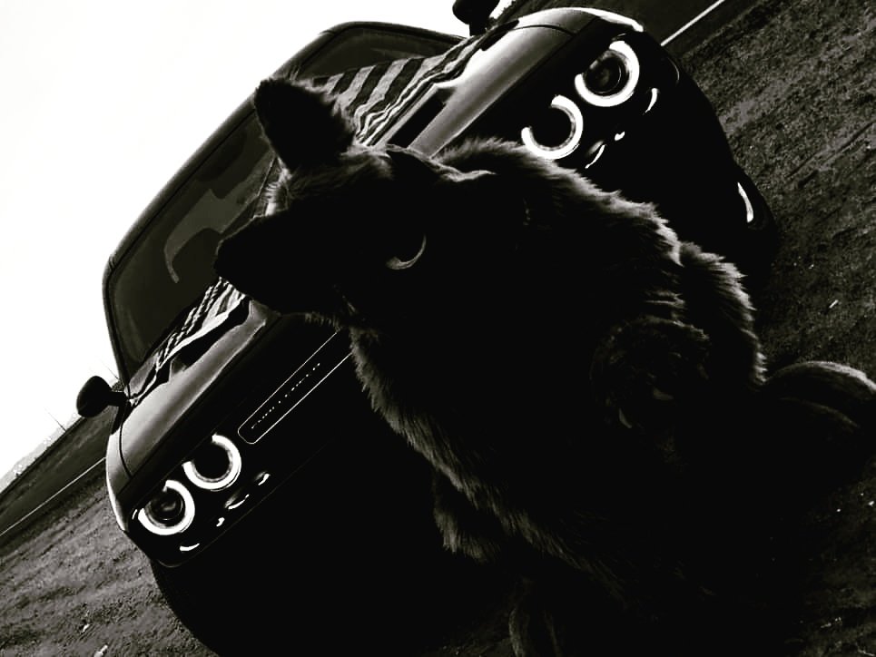 Rockus_Sleddog's tweet photo. Well, what ya think? Its my grey wolf #volfphythe #azvvolf #vvolf
#greywolf #wolf #challenger #challengerSXT #America #graphite #grayscale https://t.co/UllPRgHxKn