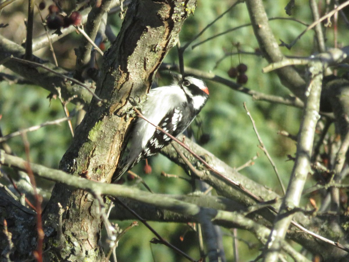 PLKlein_Author's tweet image. "I think knowing what you cannot do is more important than knowing what you can do." ~ #LucilleBall #QuickQuotes #CannotDo #CanDo