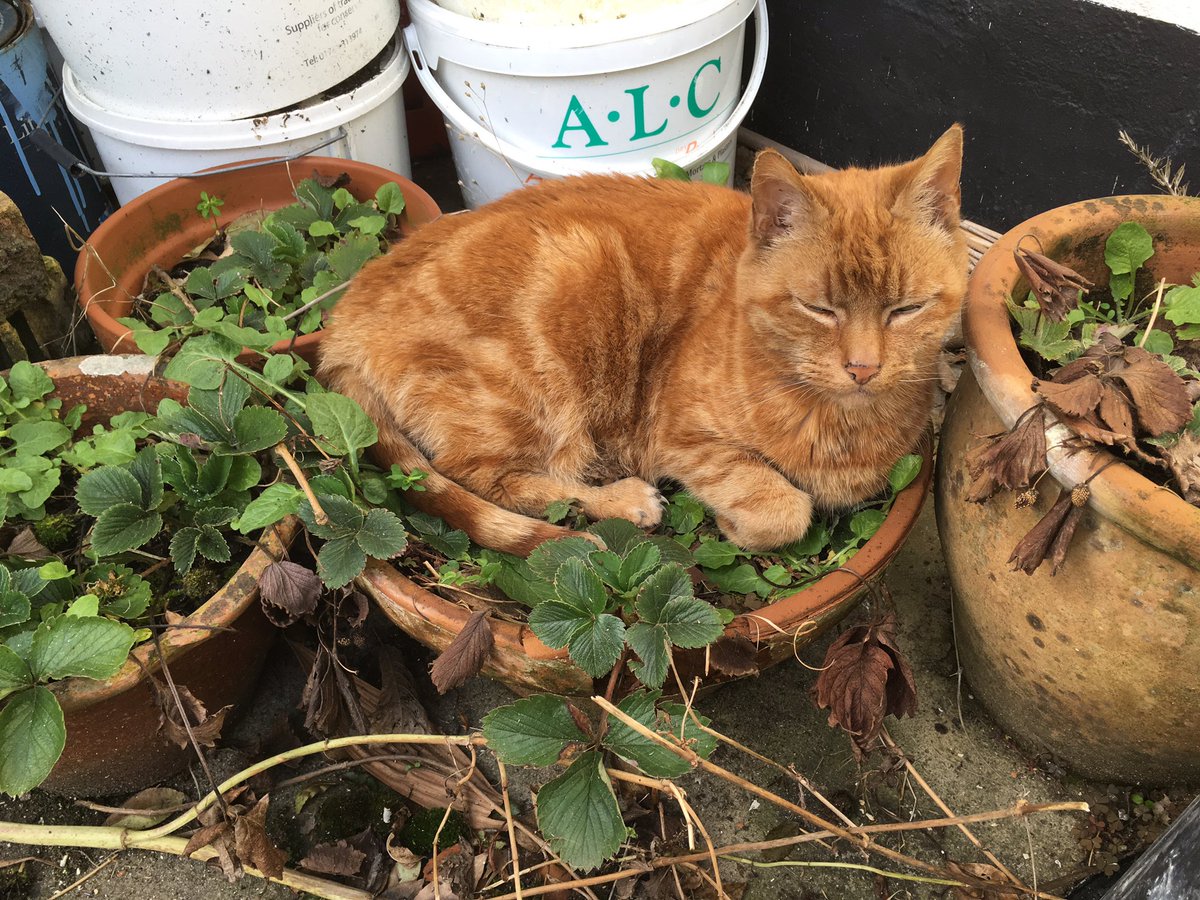 iancpix's tweet image. Now I know why my strawberries aren't growing so well...