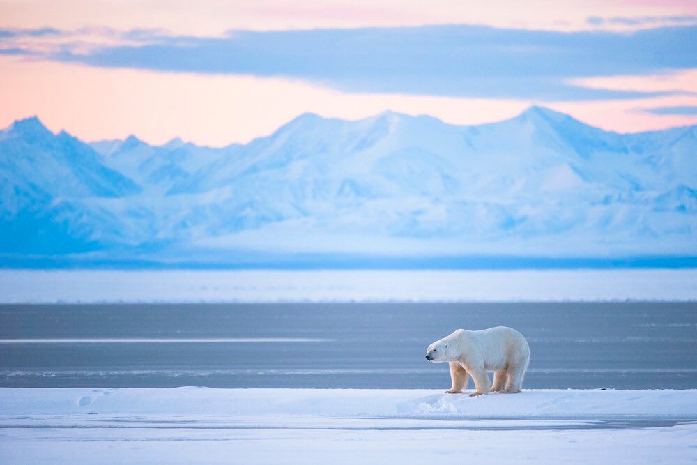 PollWithUs's tweet photo. Alaskan wildlife ❄️😍 https://t.co/vki9dTsSgf