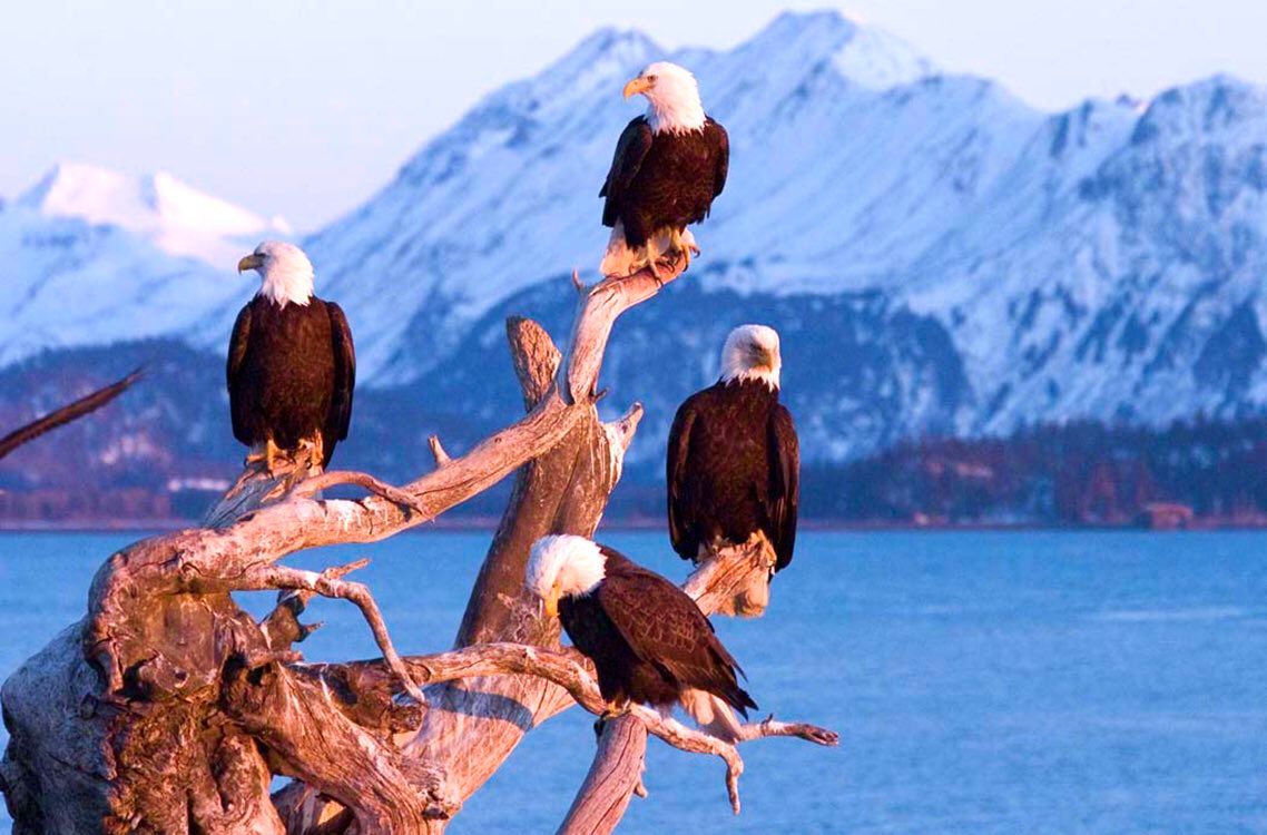 PollWithUs's tweet photo. Alaskan wildlife ❄️😍 https://t.co/vki9dTsSgf