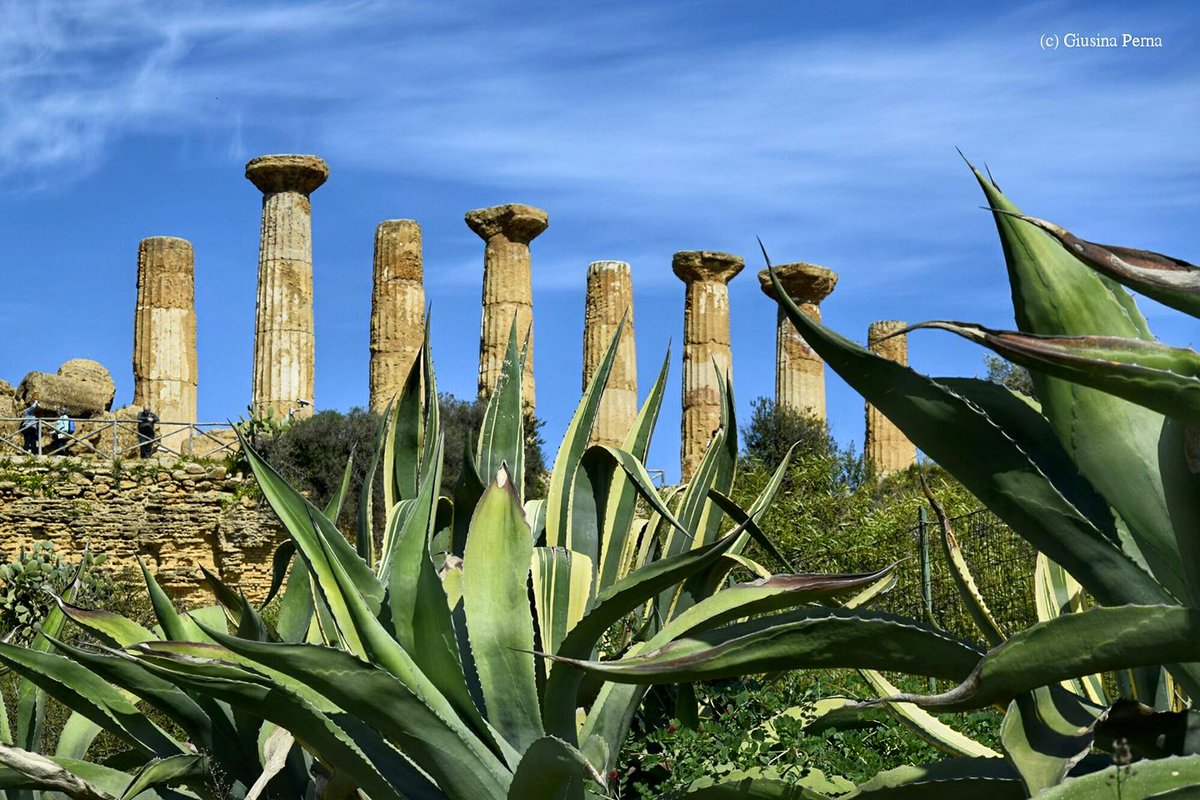 VisitSicilyOP's tweet image. Avremmo voluto vederlo #Congliocchideigreci :) Tempio di #Eracle ph G.Perna #visitsicilyinfo #ValledeiTempli #Agrigento