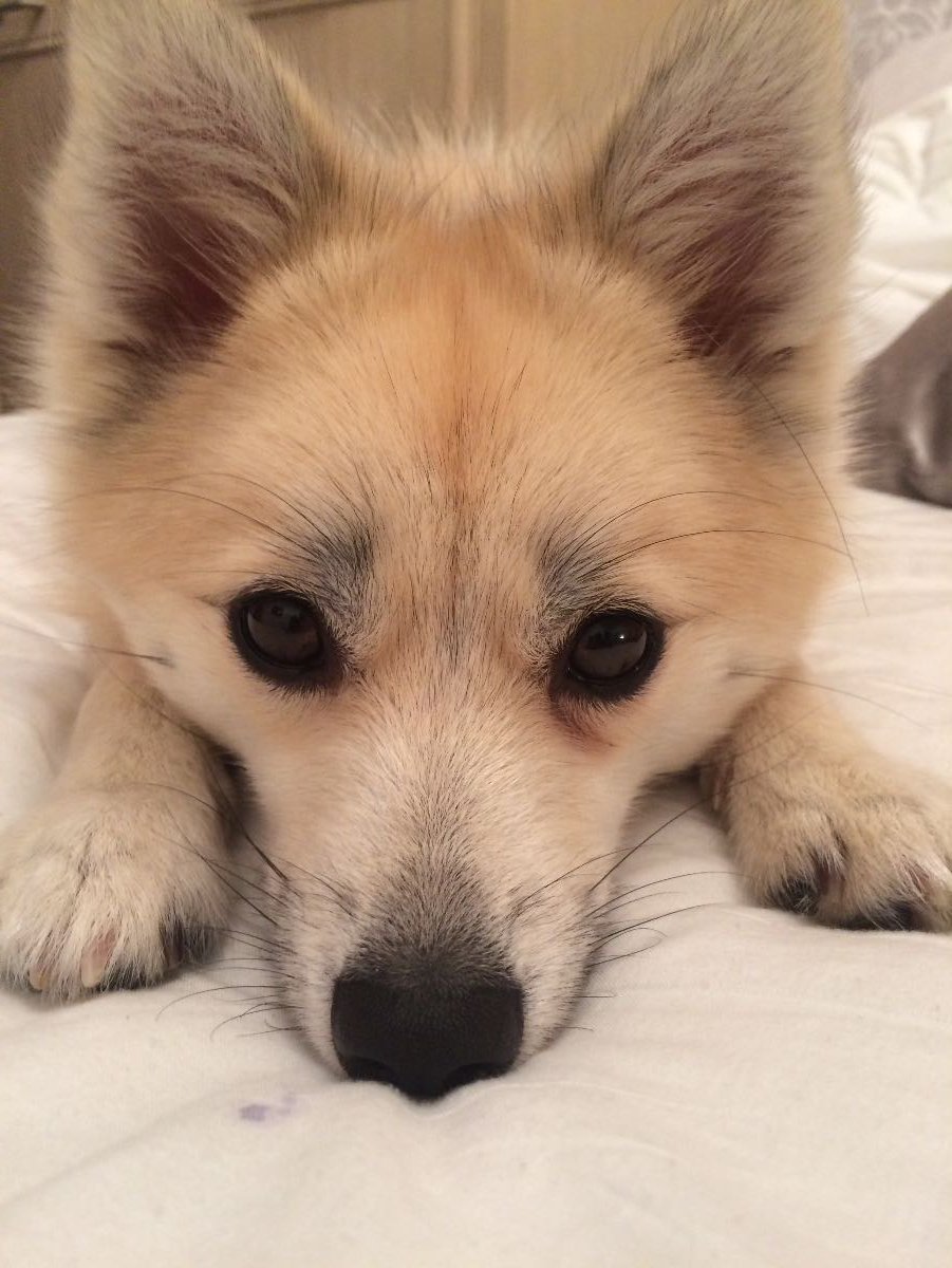 PomskyCentral's tweet photo. Monday's are "Ruff" says Maya, our Pomsky of the Day!
Hopefully seeing her beautiful eyes makes it a little brighter!
Owner Amanda Nelson https://t.co/JW0VzzieuA