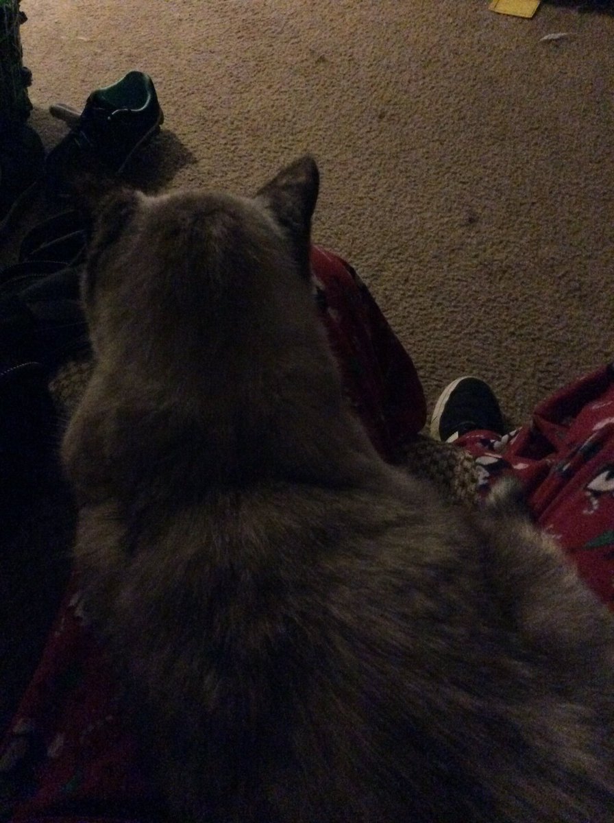 TheFreakIsLoose's tweet photo. I think she's comfy. #cats #comfy #cute https://t.co/JN0t6Mkedt