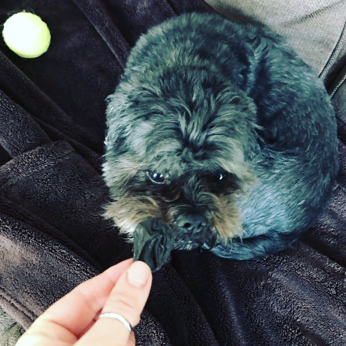 LornaTweet's tweet photo. #New #treat for #Pedro day 2... #natural #dogfood from #padsandpaws #hastings #pet #food #snacks #treats #healthy #mansbestfriend #shihtzu https://t.co/kBgGhpvtNC
