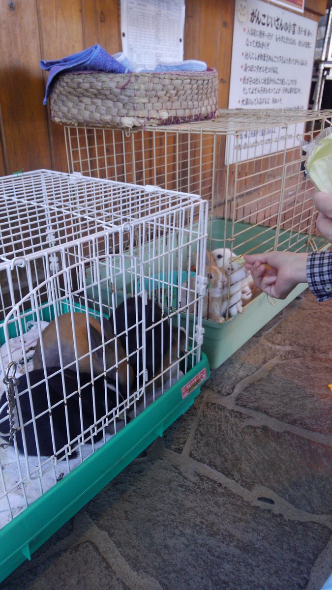 まつまるたかひこ 山鹿どんぐり村 うさぎの楽園 と称した広場だけでなく 放し飼い所以にどこにでも自由にうさぎ が居ました まだ小さい子うさぎはケージの中にいたりと配慮も うさぎと自由に戯れる事が出来るので お子さん連れが多く 子供たちも凄く