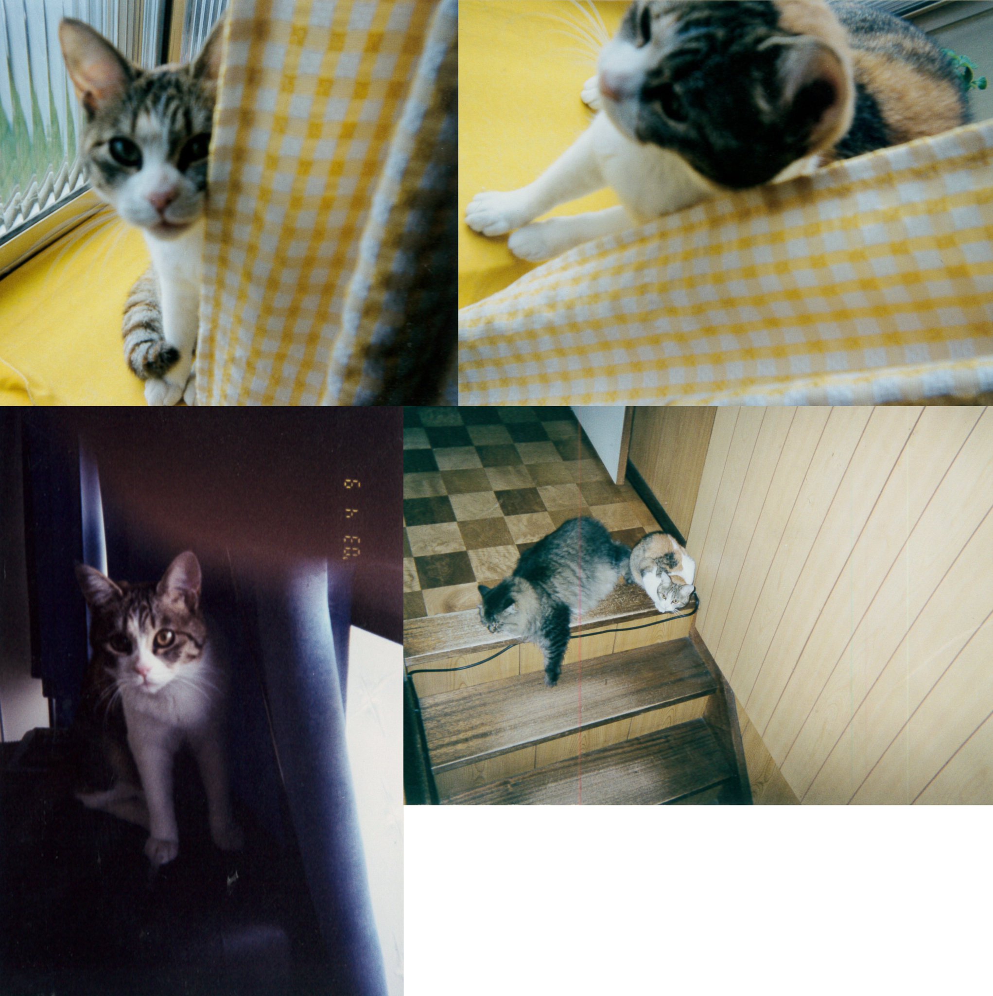 幕末志士 １歳くらいのときのミケの写真を発掘しました 悪人面で近所で有名なブサ猫でした