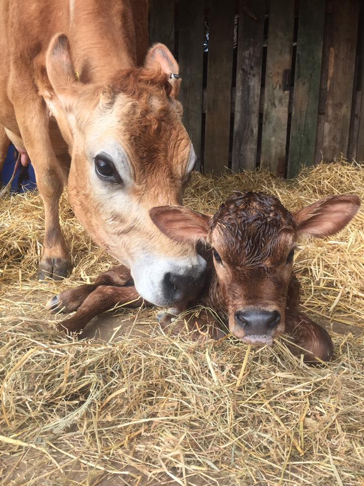 It just got better. Jocelyn's new calf has arrived. Name suggestions beginning with J please (they are Jersey cows and we like alliteration)