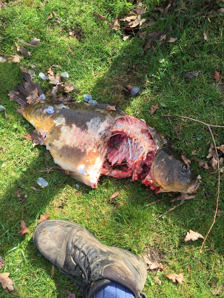 Ben Wickens tweet media