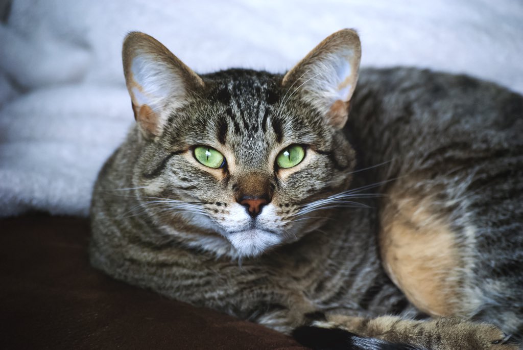 LifeOfAppaAndMo's tweet photo. Appa staring the camera down! #CatsOfTwitter #cats #pets #CuteAnimals #cute #pretty #adorable https://t.co/AWbKrEA7iE