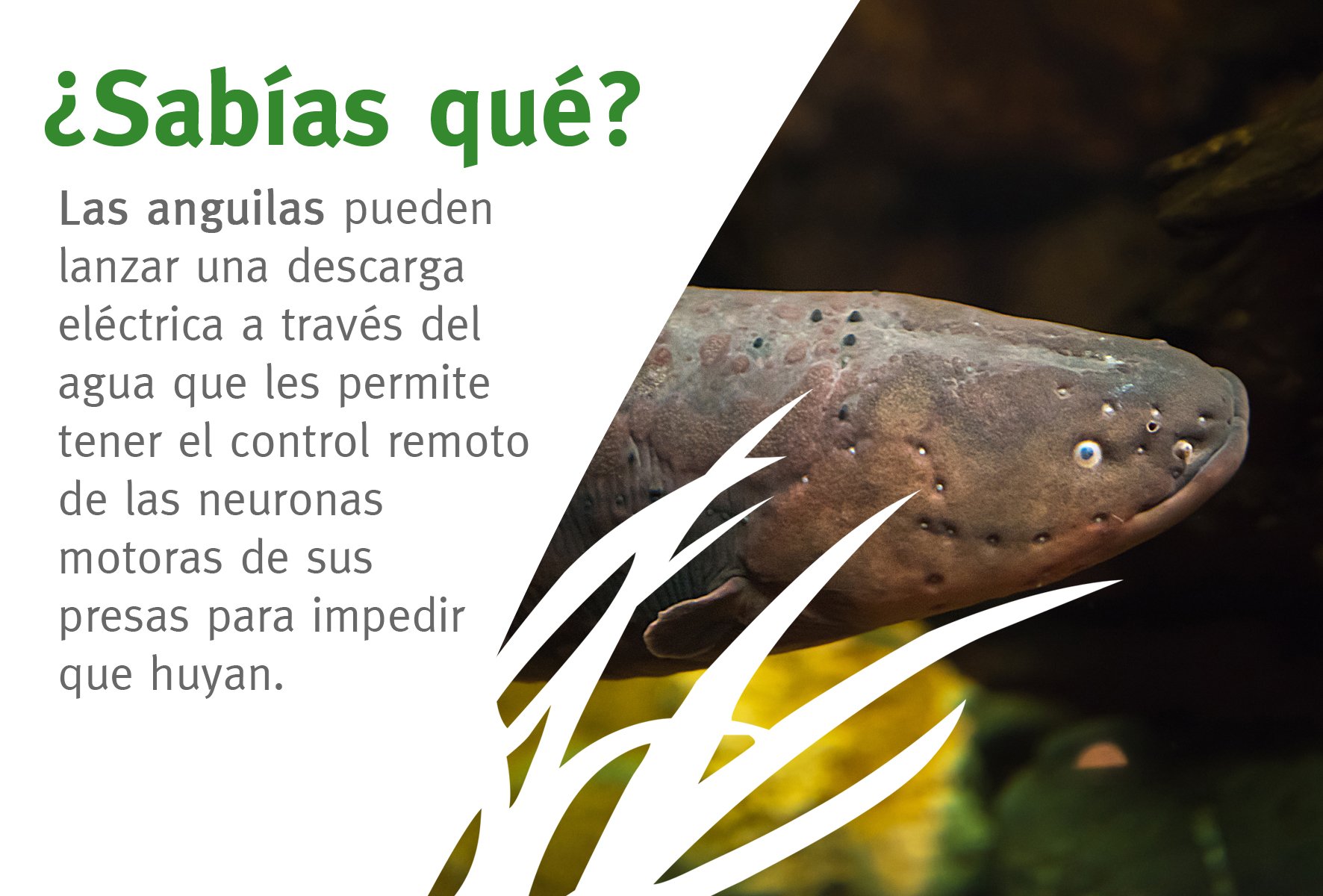 Fundacion Biodiversidad Una Anguila Electrica Puede Generar Alrededor De 600 Voltios De Electricidad Casi El Triple Que Un Enchufe Normal Curiosidades T Co Krny4yktun Twitter