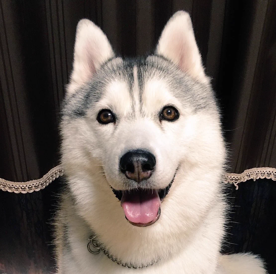 犬のビフォーアフターが凄いｗｗｗ1人変顔大会にしか見えないｗｗｗ