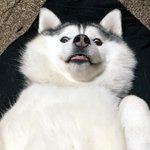 拗ねてしまう可愛すぎる犬隣に回覧板を回しに行っただけなのに 話題の画像プラス 拗ねてしまう可愛すぎる犬隣に回覧板を回しに行っただけなのに 話題の画像プラス