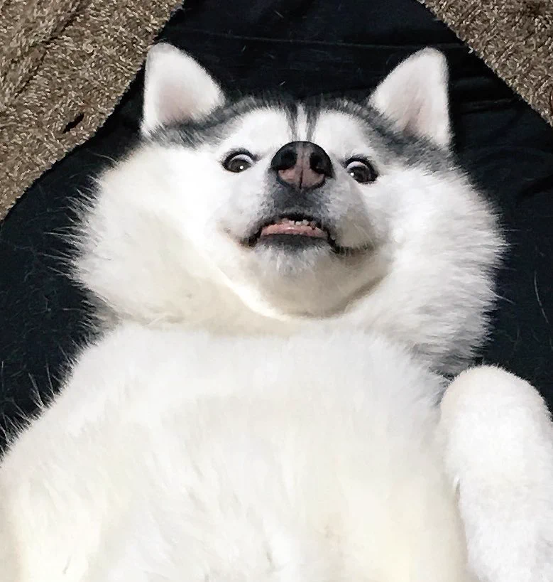 犬のビフォーアフターが凄いｗｗｗ1人変顔大会にしか見えないｗｗｗ