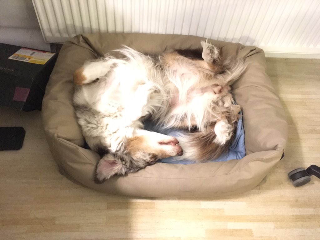 Starting #day4 <a href="/sxsw/">SXSW</a> with "do you speak dog?" - Hello, <a href="/FjordBerlin/">Fjord Berlin</a> dogs Betty, Baldrick and Gravity! 🐶🐶🐶 #sxsw #Fjordsxsw