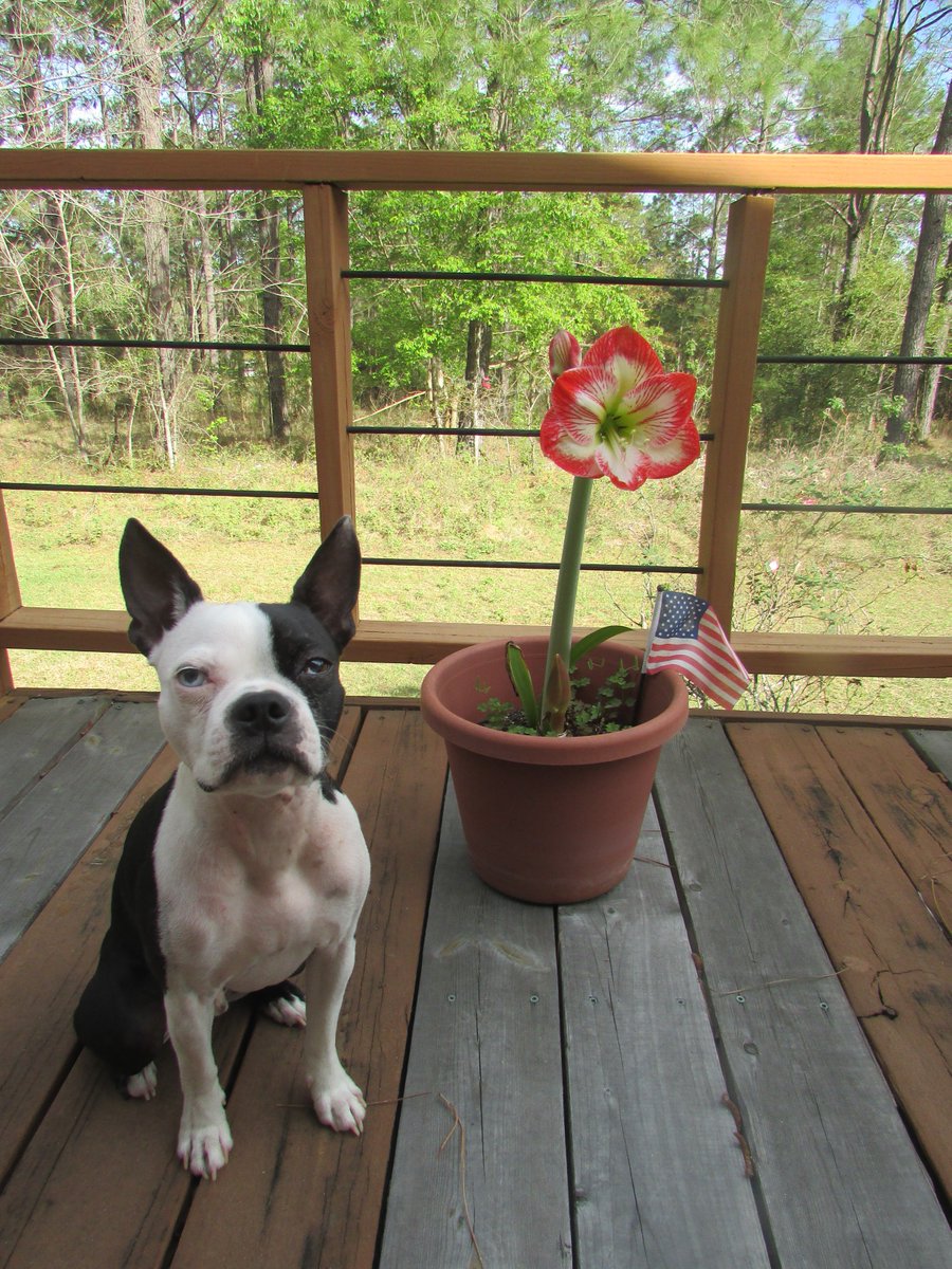 Woof! Great day in Florida. <a href="/dogcelebration/">CelebrationOfDogs</a> <a href="/iBostonTerrier/">iBostonTerrier.com</a> #LoveFL #dogsoftwitter #happydog #cutedog #cozywithgozy