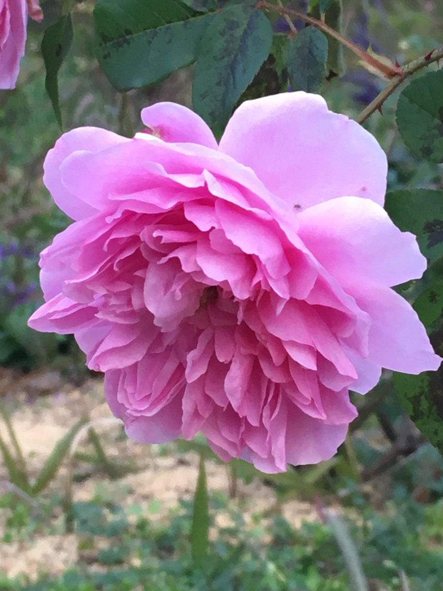 植木久夫 12 4の千葉のドリプレローズガーデンの続き ハーロウ カー Harlow Carr 04年イギリス産をもう1枚 純粋なオールドローズの香りが特徴とか 千葉 ドリプレローズガーデン ドリプレ 薔薇 バラ 花 Chiba Rose Roses T Co