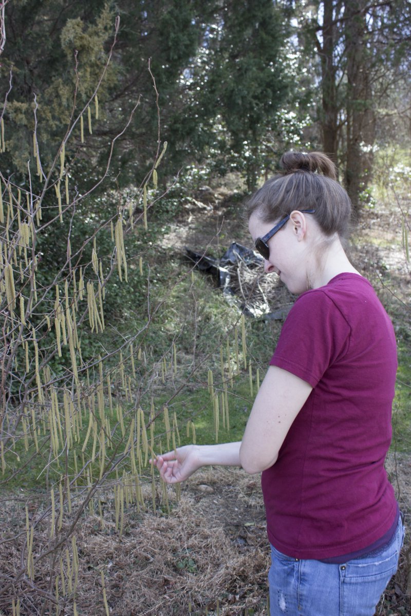 AliceFerguson's tweet image. DYK: These mysterious little fuzzy things are called catkins, and are actually the male flowers of hazelnuts. #SpringFacts