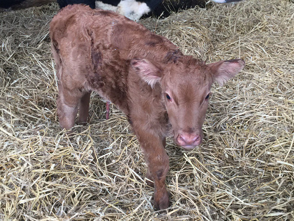 New life on the farm - why not book a cottage and come and visit ? <a href="/FarmStayUK/">Farm Stay UK</a> <a href="/LeedsNews/">Yorkshire Evening Post</a>