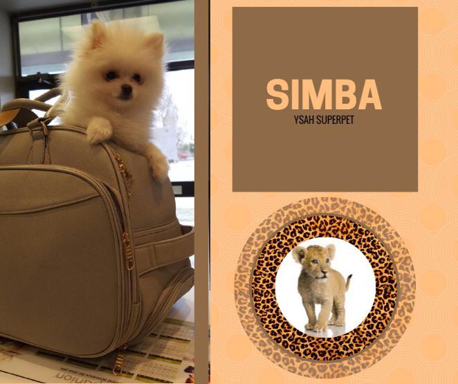 torontoanimaldr's tweet photo. Yonge Sheppard Animal Hospital introduces Simba!! Small but mighty #Pomeranian #Toronto #dogsoftwitter #YSAH https://t.co/pBmN9assyY