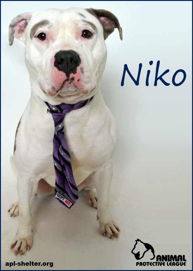 APLSpringfield's tweet photo. Niko is a friendly, handsome 2-year-old, 62-pound American Bulldog mix. He loves to exercise and play. Come meet him at APL! https://t.co/6XZspzZ35E