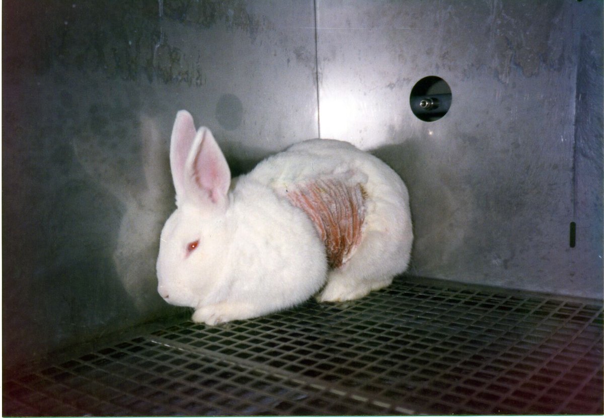 PETAAsia's tweet photo. "Beauty" brand @revlon is testing on animals in #China & LYING about it. #WTF TAKE ACTION: https://t.co/BEhelTuErq https://t.co/d93MzeHkAU