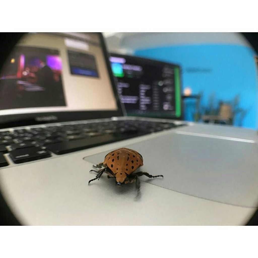 PuntoDosDigital's tweet photo. Un parcero marciano nos vino a visitar hoy. #bienvenido
.
#marzo #escarabajo https://t.co/zG3TxRUMfK https://t.co/DIGZI40zkj