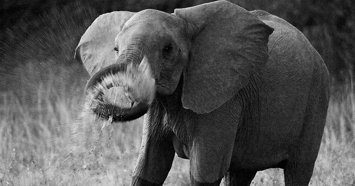 TopMuseNet's tweet image. Hoodie: Uber Engineering’s Incremental Processing Framework on Hadoop. #Information Technology #files #compacted eng.uber.com/hoodie/