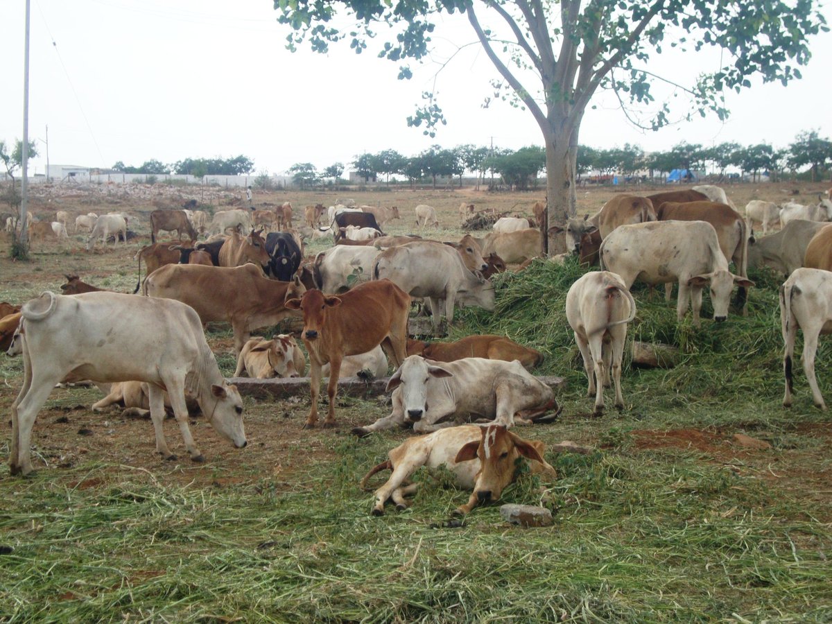 GeethaPrasas's tweet photo. #गौरक्षा_सबकी_जिम्मेदारी
'Goumata',Life of all living beings,its our duty to #SaveIndigenousCows .Join #Goukranti,become Gourakshaks https://t.co/wbwiQhJOoE