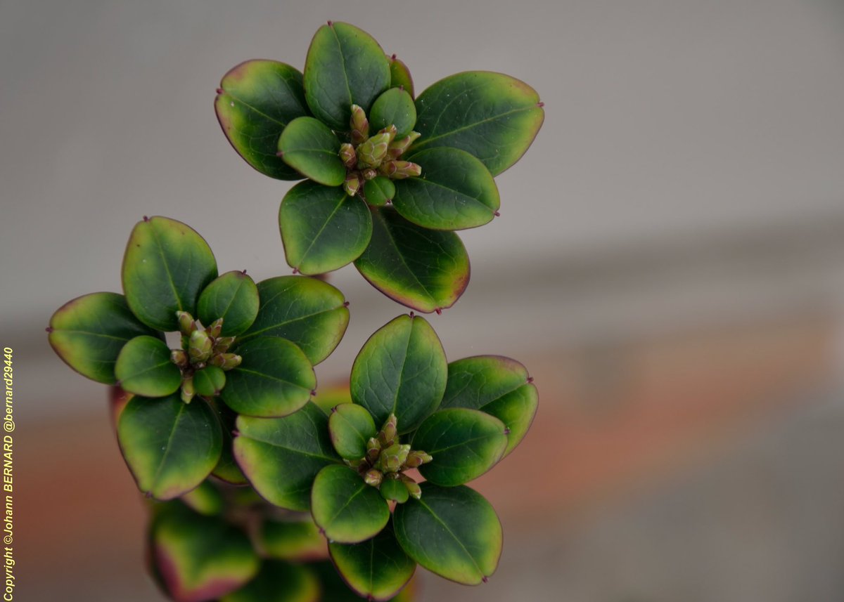 bernard29440's tweet photo. #trevarez,dans la #labotanic, une jolie #plante, avec de jolies #feuilles...vous passer près de #trevarez?arrêtez vous et visitée!!! https://t.co/dtW37cq7X5