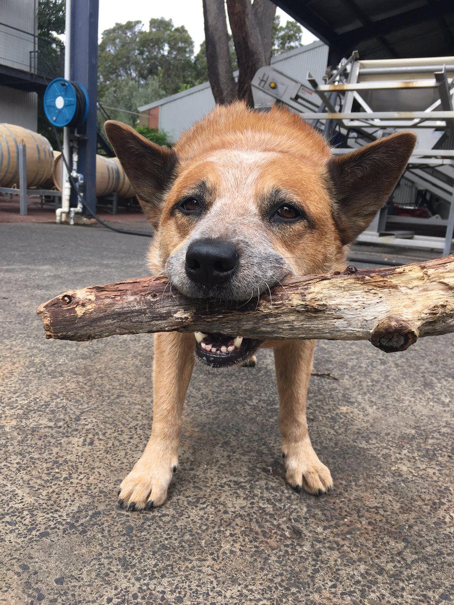 Billie loves sticks! <a href="/FermoyEstate/">Fermoy Estate</a> #winedogsaustralia #margaretriver #wawines #fermoy #redheeler